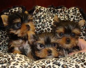 Extra Charming Male And Female Yorkie Puppies