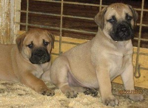 Bullmastiff Pups For Sale