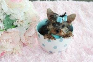 gorgeous Yorkie puppies ready to go