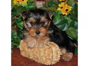 Lovely T-Cup Yorkie puppies for Adoption ??