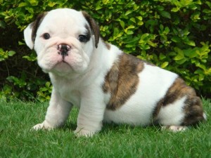 Fawn English Bulldog  puppies Gorgeous English bull dog puppies. They are up-to-date on shots and wormings ,ready for a new home