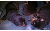 Rottweiller puppies available for new home