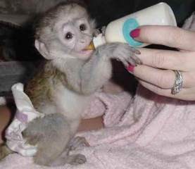 Wonderful Companions Capuchin Monkeys Available