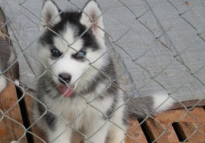 full Akc registered male and female Siberian husky puppies for free