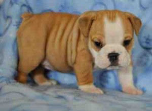 Healthy English Bulldog Puppies For Free Adoption