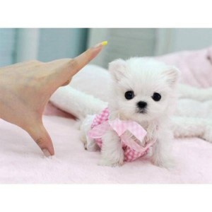 Free Perfect Size Micro Teacup Maltese Puppies Ready for X-Mas