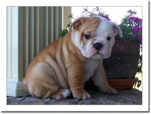 Adorable English bulldog puppies