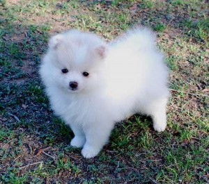 AKC Pomeranian Puppies