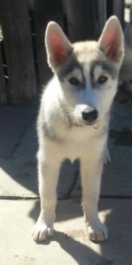 siberian husky puppy for adoption