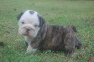 ***adorable English Bulldog for adoption***