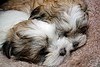 adorable male and female maltese puppies for adoption