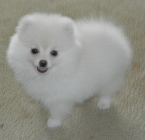 Charming Pomeranian Puppies For Adoption.