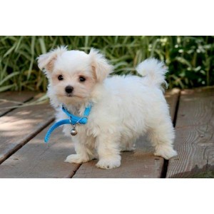 12 weeks well train maltese puppies for adoption today