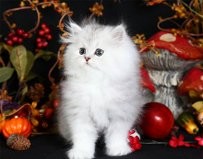 Cute Persian Kittens ready to go