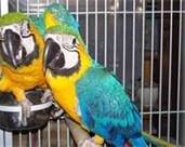 cute blue and gold macaw for re homing