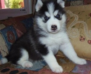 Akc registered male and female Siberian husky puppies for free