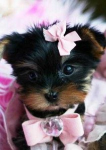 2 Cute Teacup Yorkie Puppies