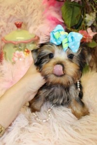 Beautiful Gorgeous Male And Female Tea Cup Yorkie Puppies For Sale Now Ready To Go Home