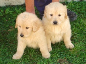 Golden Retriever Puppies