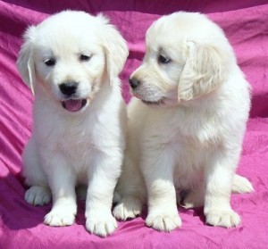 Golden Retriever Puppies