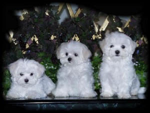 three maltese puppies for free adoption