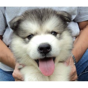 CUTE ALASKAN MALAMUTE - PUPPIES MYSTERIOUS FOR A LOVELY AND CARING HOME