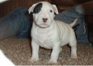 Male and Female Bull Terrier Puppies For Adoption .