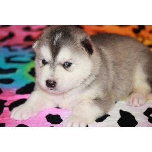 CUTE ALASKAN MALAMUTE - PUPPIES MYSTERIOUS FOR A LOVELY AND CARING HOME