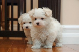 Teacup Maltese Puppies for Rehoming