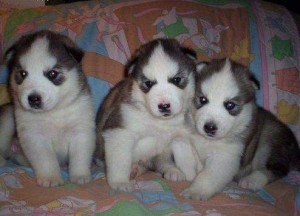 SIBERIAN HUSKY PUPPIES FOR ADOPTION