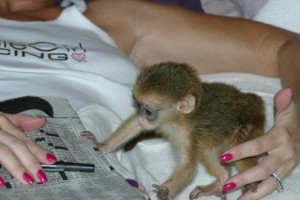 Two Baby Capuchin Monkeys In Need Of Homes