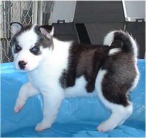 blue eyes male and female Siberian husky puppies for free