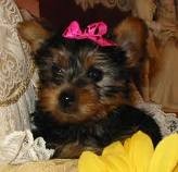 lovely teacup yorkie puppies for adoption