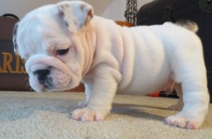 Lovely English Bulldog Puppies for adoption