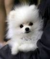 Teacup male and female pomeranain puppies for adoption