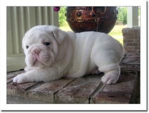 Healthy Raised AKC Registered English Bulldog Puppies For Adoption