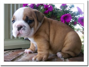 cute and lovely english bulldog puppies