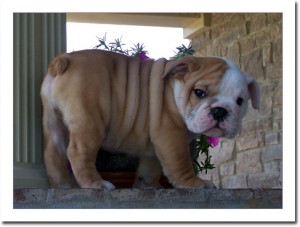 GORGEOUS AND ADORABLE ENGLISH BULLDOG PUPPIES FOR SALE