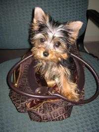 cute and adorable male and female Yorkshire terrier puppies for adoption