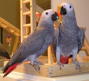 *****A Pair of Talking African grey parrots for adoption ****