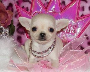 GORGEOUS AND ADORABLE CHIHUAHUA PUPPIES FOR HOME ADOPTION