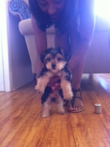 Darling Yorkie Puppies! Male/Female