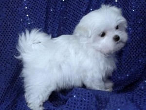 Pure  And Adorable Male And Female Maltese Puppies Available