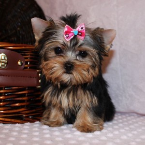 Super Cute and Gorgeous Yorkie puppies for adoption