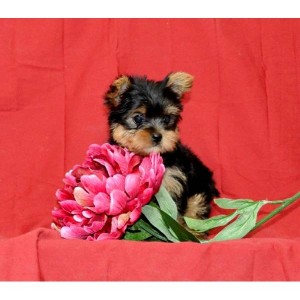 Teacup Yorkies Puppies to offer for FREE adoption