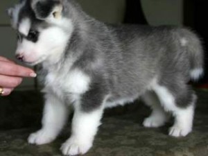 lovable Male and Females Siberian Husky Puppies For Adoption