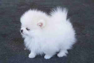 AKC Toy Pomeranian Puppy! 11 Weeks! Purebred!