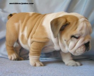 Male and Female bulldog Puppies for Adoption