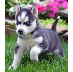 Beautiful  Male And Female Siberian Husky Puppies for any loving and caring home, please get back with your phone number and ema