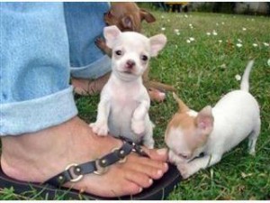 Quality AKC Chihuahua Ready to join beautiful home